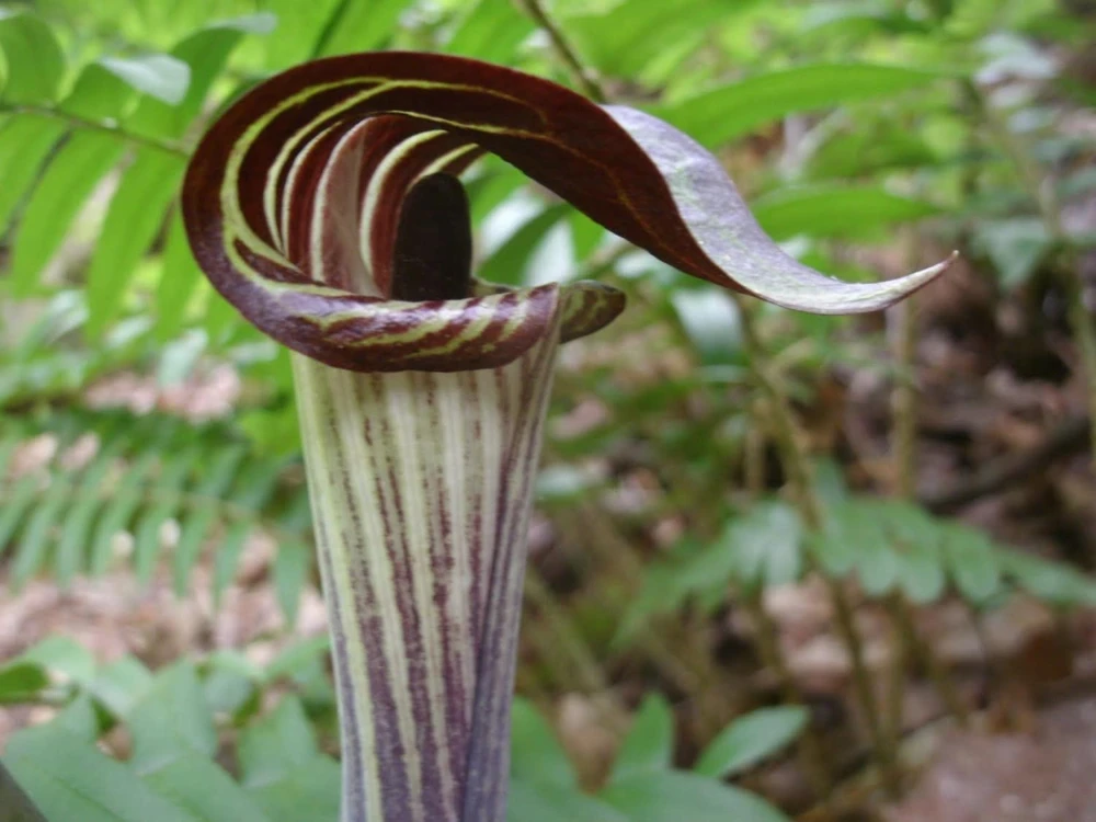Jack-In-The-Pulpit Bulbs - Arisaema triphyllum 5 Pack - Indian Turnip - Image 1