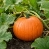 Jack-o'-Lantern Pumpkin Live Plant - 2-4 Inch Tall Winter Squash Vegetable - Image 1