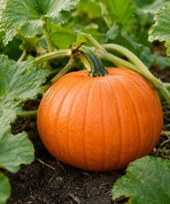 Jack-o'-Lantern Pumpkin Live Plant - 2-4 Inch Tall Winter Squash Vegetable - Image 1