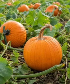 Jack-o'-Lantern Pumpkin Live Plant - 2-4 Inch Tall Winter Squash Vegetable - Image 6