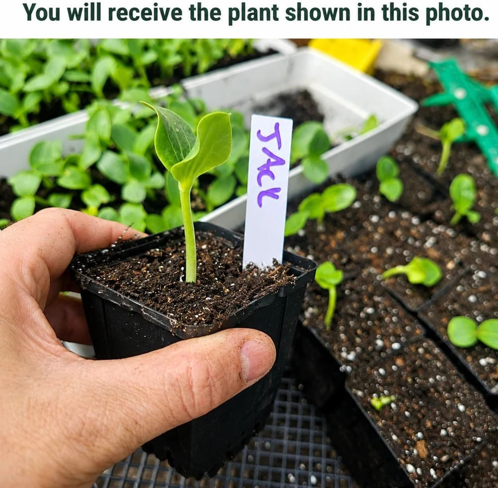 Jack-o'-Lantern Pumpkin Live Plant for Planting - 2-4 Inch Tall Winter Squash Vegetable - Image 2