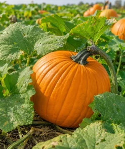 Jack-o'-Lantern Pumpkin Live Plant for Planting - 2-4 Inch Tall Winter Squash Vegetable - Image 5