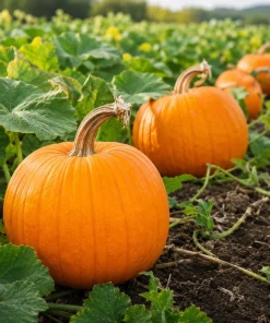 Jack-o'-Lantern Pumpkin Live Plant for Planting - 2-4 Inch Tall Winter Squash Vegetable - Image 6
