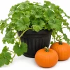 Jack-o'-Lantern Pumpkin Live Plant for Planting - 2-4 Inch Tall Winter Squash Vegetable - Image 1