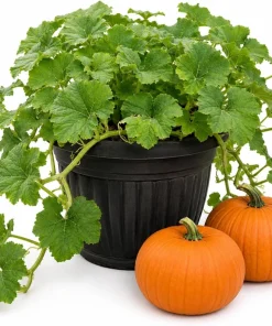 Jack-o'-Lantern Pumpkin Live Plant for Planting - 2-4 Inch Tall Winter Squash Vegetable - Image 1