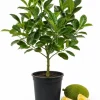 Jackfruit Live Plant - 3-6 Inches Tall, 4 Inch Pot - Tropical Fruit Tree - Image 1