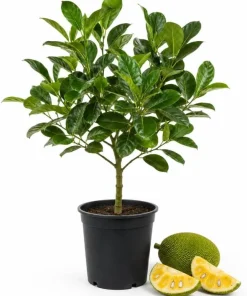 Jackfruit Live Plant - 3-6 Inches Tall, 4 Inch Pot - Tropical Fruit Tree - Image 1