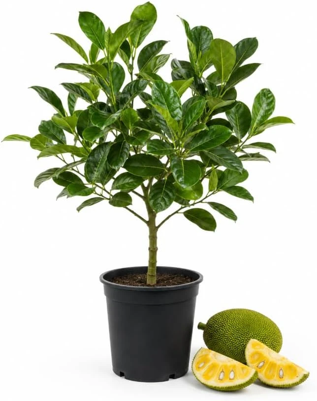 Jackfruit Live Plant - 3-6 Inches Tall, 4 Inch Pot - Tropical Fruit Tree - Image 1