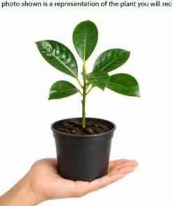 Jackfruit Live Plant - 3-6 Inches Tall, 4 Inch Pot - Tropical Fruit Tree - Image 4
