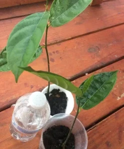 Jackfruit Tree Seedling Live Plant - Artocarpus Heterophyllus - 6-12 inch - Outdoor - Image 2