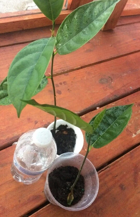 Jackfruit Tree Seedling Live Plant - Artocarpus Heterophyllus - 6-12 inch - Outdoor - Image 2