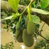 Jackfruit Tree Seedling Live Plant - Artocarpus Heterophyllus - 6-12 inch - Outdoor - Image 1