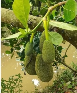 Jackfruit Tree Seedling Live Plant - Artocarpus Heterophyllus - 6-12 inch - Outdoor - Image 1