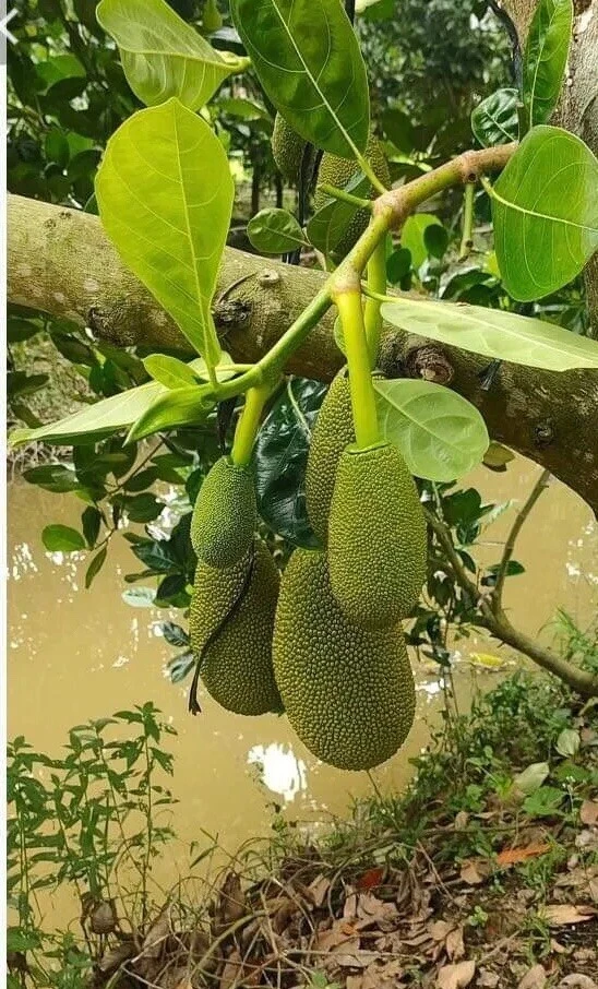 Jackfruit Tree Seedling Live Plant - Artocarpus Heterophyllus - 6-12 inch - Outdoor - Image 1