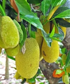 Jackfruit Tree Seedling Live Plant - Artocarpus Heterophyllus - 6-12 inch - Outdoor - Image 3