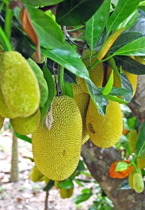 Jackfruit Tree Seedling Live Plant - Artocarpus Heterophyllus - 6-12 inch - Outdoor - Image 3
