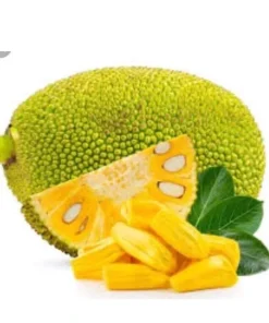 Jackfruit Tree Seedling Live Plant - Artocarpus Heterophyllus - 6-12 inch - Outdoor - Image 4