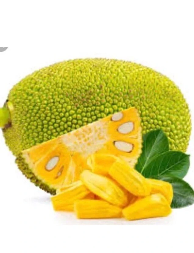Jackfruit Tree Seedling Live Plant - Artocarpus Heterophyllus - 6-12 inch - Outdoor - Image 4