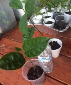 Jackfruit Tree Seedling Live Plant - Artocarpus Heterophyllus - 6-12 inch - Outdoor - Image 5