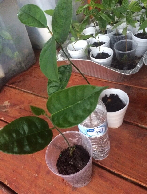 Jackfruit Tree Seedling Live Plant - Artocarpus Heterophyllus - 6-12 inch - Outdoor - Image 5