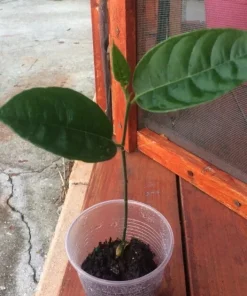 Jackfruit Tree Seedling Live Plant - Artocarpus Heterophyllus - 6-12 inch - Outdoor - Image 6