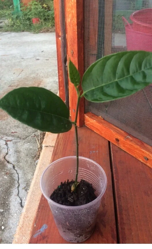 Jackfruit Tree Seedling Live Plant - Artocarpus Heterophyllus - 6-12 inch - Outdoor - Image 6