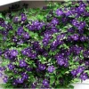 Jackmanii Clematis Vine Live Plant - Velvety Purple Flowers - 2.5" Pot - Image 1