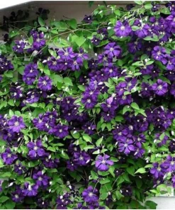Jackmanii Clematis Vine Live Plant - Velvety Purple Flowers - 2.5