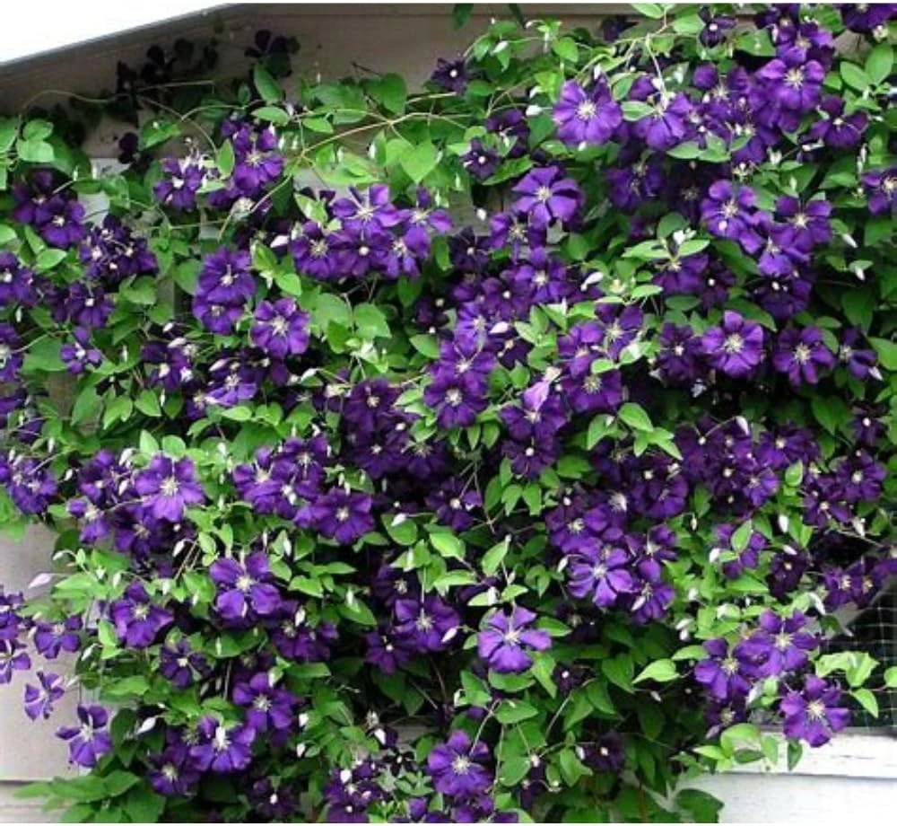Jackmanii Clematis Vine Live Plant - Velvety Purple Flowers - 2.5" Pot - Image 1