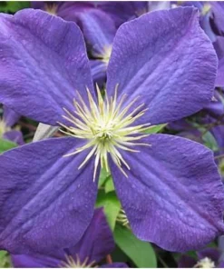 Jackmanii Clematis Vine Live Plant - Velvety Purple Flowers - 2.5" Pot - Image 2