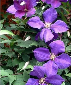 Jackmanii Clematis Vine Live Plant - Velvety Purple Flowers - 2.5