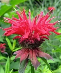 Jacob Cline Bee Balm Live Plant - Red Monarda Perennial - Quart Pot - Attracts Pollinators - Image 2