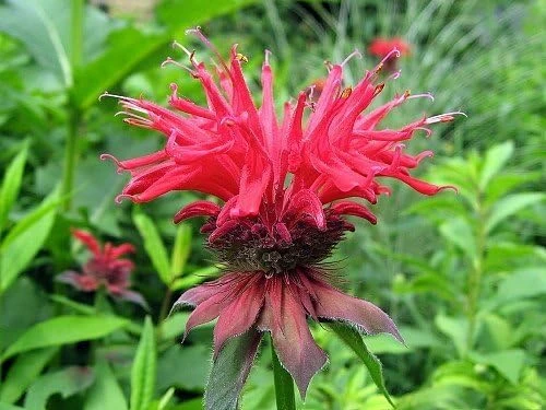 Jacob Cline Bee Balm Live Plant - Red Monarda Perennial - Quart Pot - Attracts Pollinators - Image 2