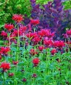 Jacob Cline Bee Balm Live Plant - Red Monarda Perennial - Quart Pot - Attracts Pollinators - Image 3