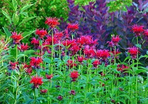 Jacob Cline Bee Balm Live Plant - Red Monarda Perennial - Quart Pot - Attracts Pollinators - Image 3
