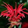 Jacob Cline Bee Balm Live Plant - Red Monarda Perennial - Quart Pot - Attracts Pollinators - Image 1