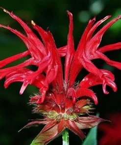Jacob Cline Bee Balm Live Plant - Red Monarda Perennial - Quart Pot - Attracts Pollinators - Image 1