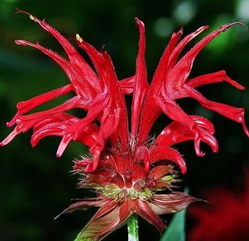 Jacob Cline Bee Balm Live Plant - Red Monarda Perennial - Quart Pot - Attracts Pollinators - Image 1