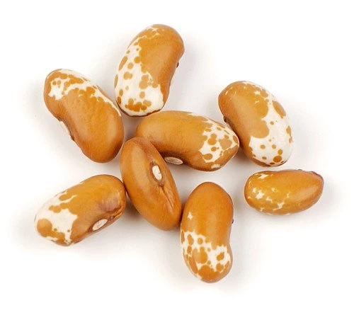 Jacob's Cattle Gold Bean Seeds - 50 Heirloom Vegetable Seeds for Planting - Image 1