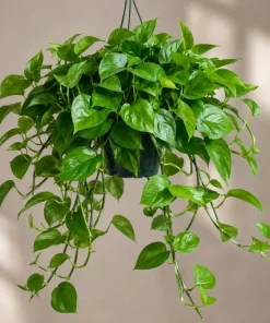 Jade Green Pothos Live Plant - 4 Inch Pot, Easy Care Tropical Houseplant - Image 2