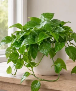 Jade Green Pothos Live Plant - 4 Inch Pot, Easy Care Tropical Houseplant - Image 3