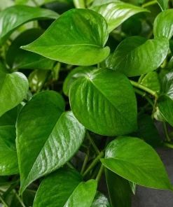 Jade Green Pothos Live Plant - 4 Inch Pot, Easy Care Tropical Houseplant - Image 4