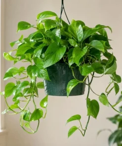 Jade Green Pothos Live Plant - 4 Inch Pot, Easy Care Tropical Houseplant - Image 5