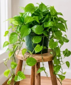 Jade Green Pothos Live Plant - 4 Inch Pot, Easy Care Tropical Houseplant - Image 6