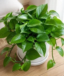 Jade Green Pothos Live Plant - 4 Inch Pot, Easy Care Tropical Houseplant - Image 7