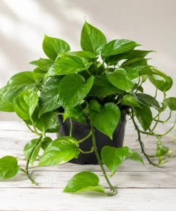 Jade Green Pothos Live Plant - 4 Inch Pot, Easy Care Tropical Houseplant - Image 8