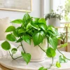 Jade Green Pothos Live Plant - 4 Inch Pot, Easy Care Tropical Houseplant - Image 1