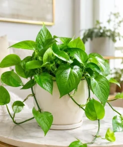 Jade Green Pothos Live Plant - 4 Inch Pot, Easy Care Tropical Houseplant - Image 1