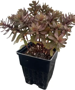 Jade Tuffet Sedum Live Plant - Quart Pot - Pink Flowers, Deer Resistant, Zones 3-9 - Image 2