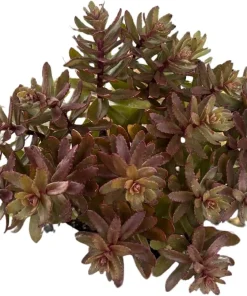 Jade Tuffet Sedum Live Plant - Quart Pot - Pink Flowers, Deer Resistant, Zones 3-9 - Image 3